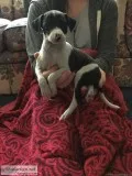 Italian Greyhound pups need homes