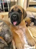 AKC Old English Mastiff Puppies