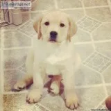 AKC Labrador Puppies