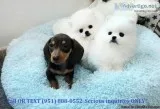 Two Awesome T-Cup Pomeranian Puppies
