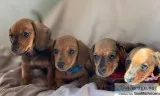 Adorable Mini Dachshund Puppies
