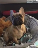 Charmy Male and Female French Bulldog Puppies.
