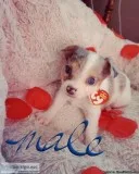 Chihuahua pomeranian puppies