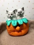 Beautiful ragdoll kittens available 