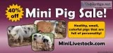 40% off Mini Pigs