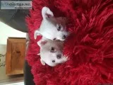 Beautiful female chihuahua puppy