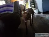 Need to rehome our loving dog