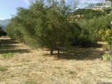 OLIVE TREES