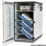 Affodable Ostrich Breeders for sale
