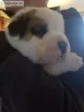 St. Bernards