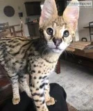African Serval cats avaialable