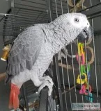 Talking African Gray Parrots