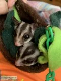 2 Sugar Gliders with Cage