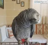African Grey Parrots