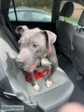 Adult Female Pitbull