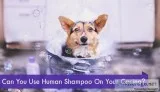 Can You Use Human Shampoo On Your Canine