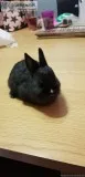 Cute Netherland Dwarfs Bunnies for re-homing