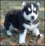 Siberian Husky ready for a new home