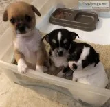 Female Chihuahuas
