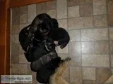 AKC GERMAN SHERPHERD PUPPIES