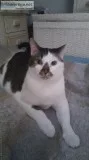 5 year old neutered male cat