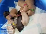 UKC pitbulls