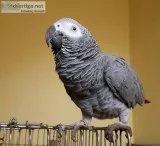 two african gray parrots