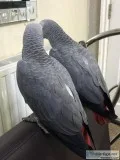 Congo African Grey Parrots.