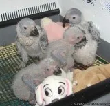 African Grey Parrots