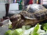 Russian tortoise with enclosure food accessories.