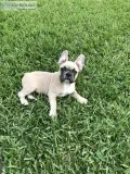 French Bulldog Puppies