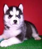 Akc Pure Breed Siberian Husky Puppies.