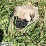 Purebred Male Pug Puppy