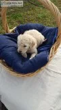 Beautiful goldendoodles