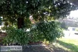 Small MAGNOLIA TREES