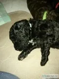 standard poodles