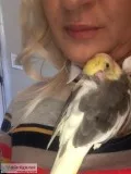 2 beautiful cockatiels need a good home