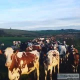 Bull sired Ayrshire heifers