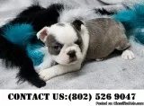 Wild Boston Terrier Puppies for adoption