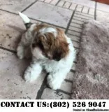 Shih Tzu Puppies for adoption
