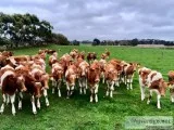 Grass Fed Heritage Guernsey Heifers