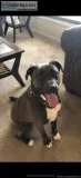 Loving Lab Mix
