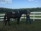 17 year old Tennessee Walker