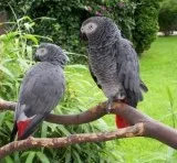 African Grey and other parrot species available 