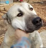 Turkish Shepherd