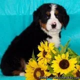 Charlie Male Bernese Mountain Dog AKC