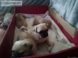 Baby pugs