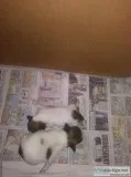 AKC Shih Tzu pups