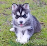 Stunning Registered Husky Puppies
