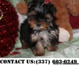 Zesty Yorkshire terrier Puppies for adoption